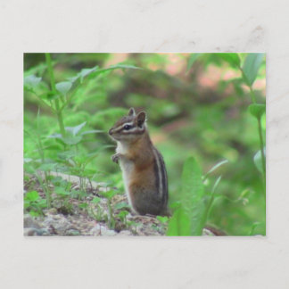 Kooskooskia Idaho哺乳類Deer Animals Chipmunk ポストカード