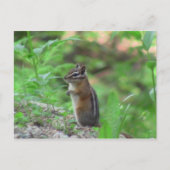 Kooskooskia Idaho哺乳類Deer Animals Chipmunk ポストカード (正面)