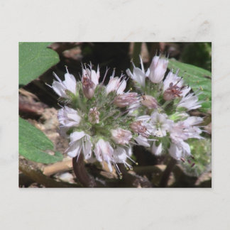 Kooskooskia Idaho Floraフラワーズボタニワイルドフラワー ポストカード