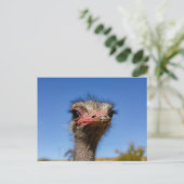 Kopf vom Vogel Strauß Postkarte ポストカード (スタンド正面)