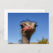 Kopf vom Vogel Strauß Postkarte ポストカード (正面/裏面)