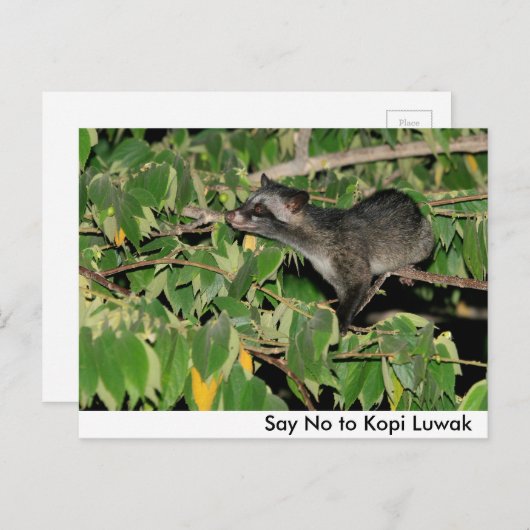 Kopi Luwakはがきに対してNoと答える ポストカード (正面/裏面)
