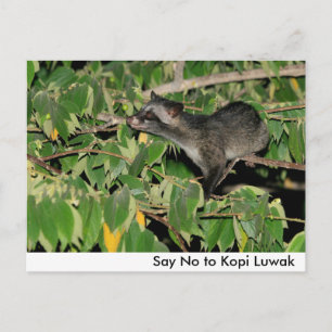 Kopi Luwakはがきに対してNoと答える ポストカード