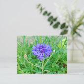 Kornblume ポストカード (スタンド正面)