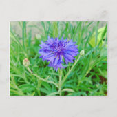 Kornblume ポストカード (正面)