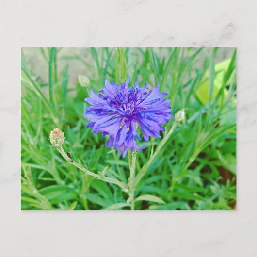 Kornblume ポストカード (正面)