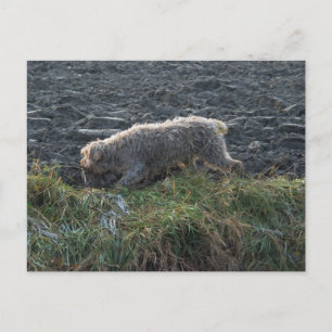 Korthals Griffon – 土地を移動Tsjip ポストカード