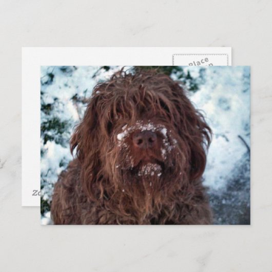 Korthals Griffon - Snowy Sarah ポストカード (正面/裏面)