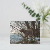 - Korthals Griffon -Tsjip pointing ポストカード (スタンド正面)