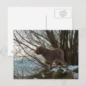 - Korthals Griffon -Tsjip pointing ポストカード (正面/裏面)