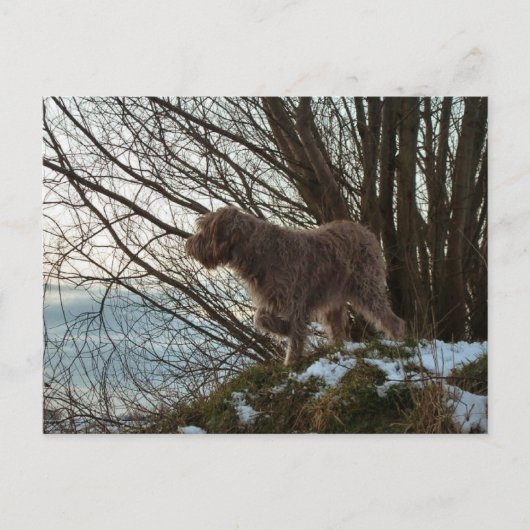 - Korthals Griffon -Tsjip pointing ポストカード (正面)