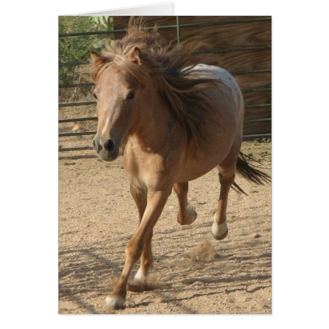 Kotaのランニング (正面)