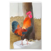 Krähender Hahn フォトプリント (正面)
