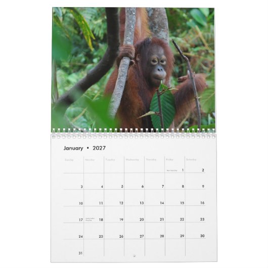 Kristaオランウータンの孤児の2013年の野性生物の慈善 カレンダー (1月 2027)