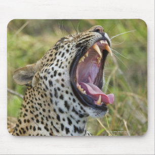 、Krugerのより素晴らしい国立公園あくびをしている、ヒョウ2 マウスパッド