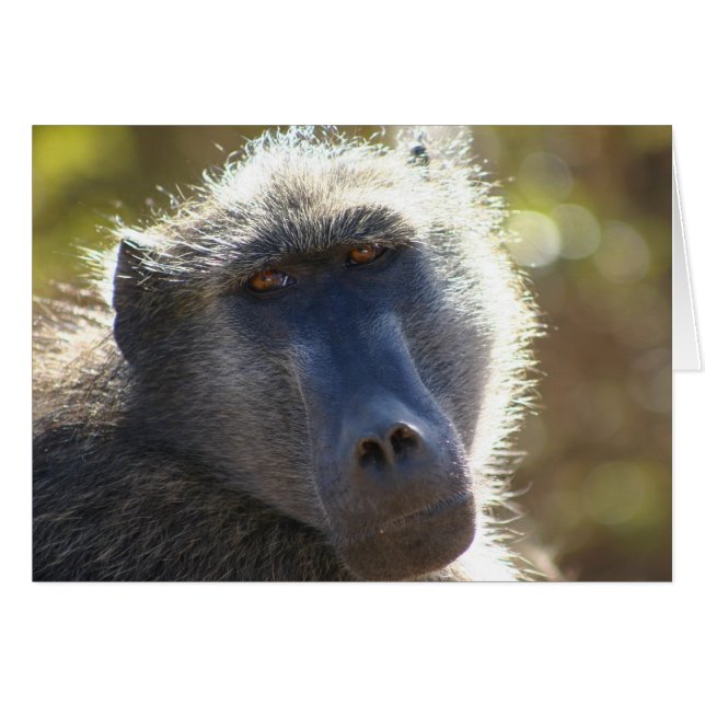 Krugerのヒヒ (正面横)
