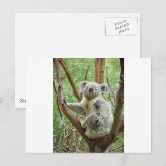 Kuddlyのコアラ ポストカード (正面/裏面)