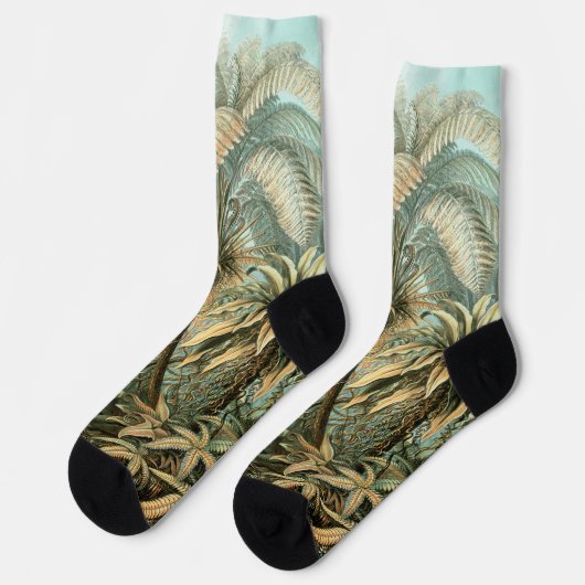 Kunstformen der Natur, Filicinae - Ernst Haeckel ソックス (左)