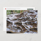 Kurama-dera (Kinone-michi tree roots road) ポストカード (正面/裏面)