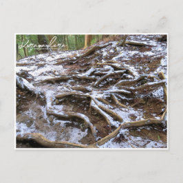 Kurama-dera (Kinone-michi tree roots road) ポストカード