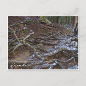 Kurama-dera (Kinone-michi tree roots road) ポストカード (正面)