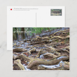 Kurama-dera (Kinone-michi tree roots road) ポストカード