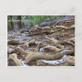 Kurama-dera (Kinone-michi tree roots road) ポストカード (正面)