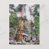 Kurama-dera (Yoshitsune-do hall) ポストカード (正面)