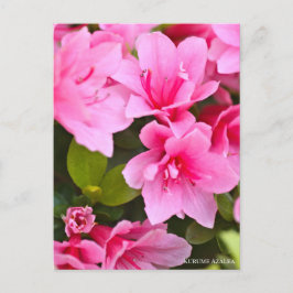 Kurume Azalea ポストカード