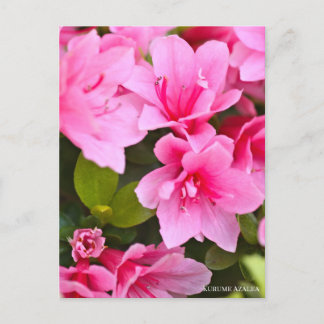 Kurume Azalea ポストカード