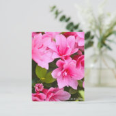 Kurume Azalea ポストカード (スタンド正面)