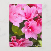 Kurume Azalea ポストカード (正面)