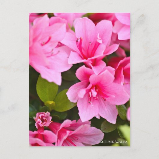 Kurume Azalea ポストカード (正面)