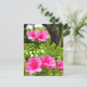 Kurume Azalea ポストカード (スタンド正面)