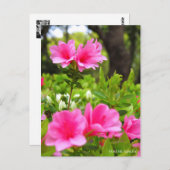 Kurume Azalea ポストカード (正面/裏面)