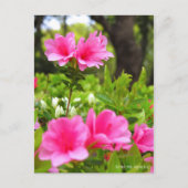 Kurume Azalea ポストカード (正面)