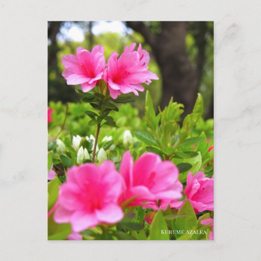 Kurume Azalea ポストカード (正面)