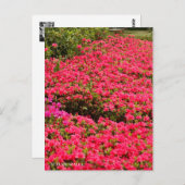 Kurume Azalea ポストカード (正面/裏面)