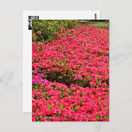 Kurume Azalea ポストカード (正面/裏面)