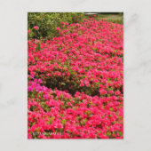 Kurume Azalea ポストカード (正面)
