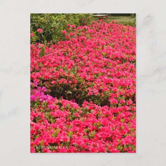 Kurume Azalea ポストカード (正面)