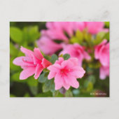 Kurume Azalea ポストカード (正面)