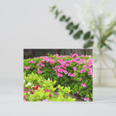 Kurume Azalea ポストカード (スタンド正面)