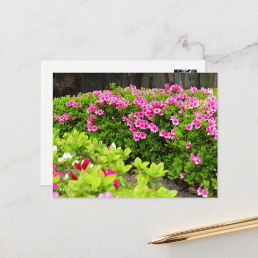 Kurume Azalea ポストカード (正面/裏面インサイチュ)