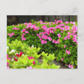 Kurume Azalea ポストカード (正面)
