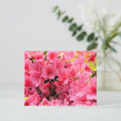 Kurume Azalea ポストカード (スタンド正面)