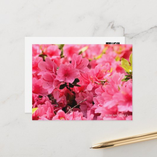 Kurume Azalea ポストカード (正面/裏面インサイチュ)