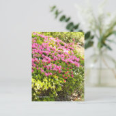 Kurume Azalea ポストカード (スタンド正面)