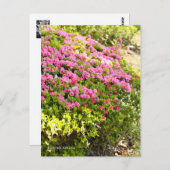 Kurume Azalea ポストカード (正面/裏面)