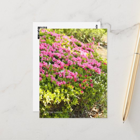 Kurume Azalea ポストカード (正面/裏面インサイチュ)
